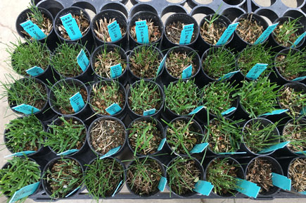 turfgrass samples