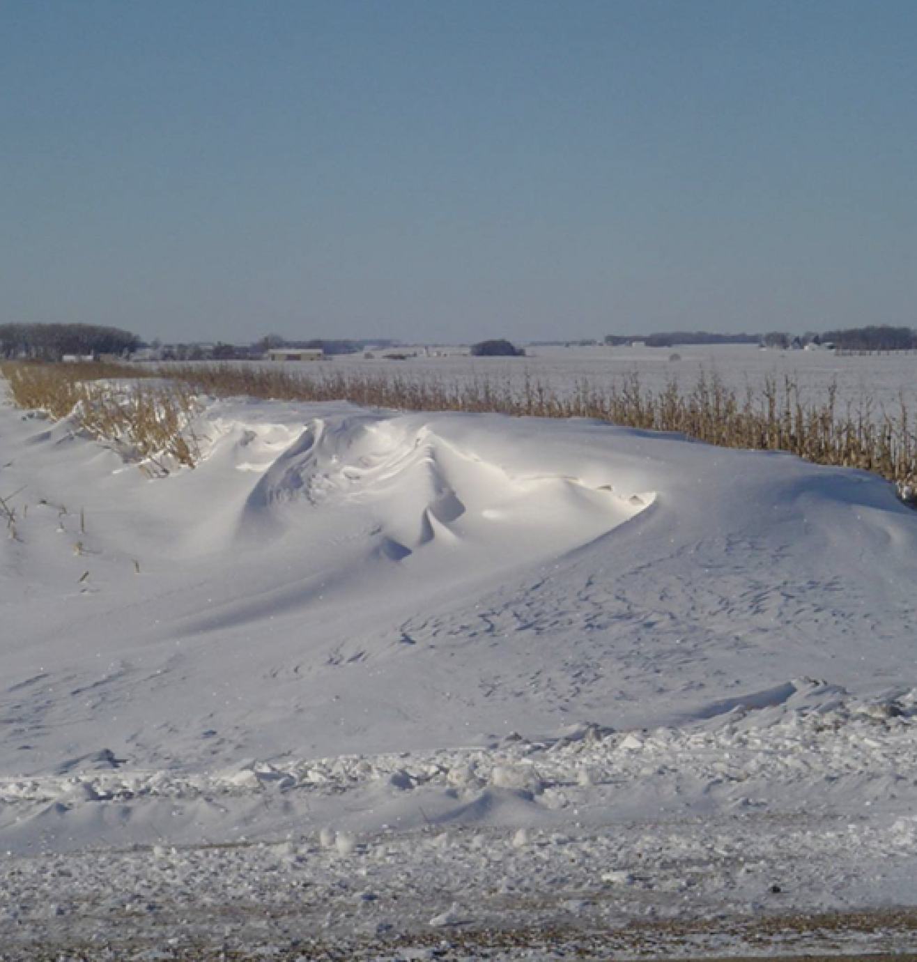 Standing corn row half-buried in drifted snow