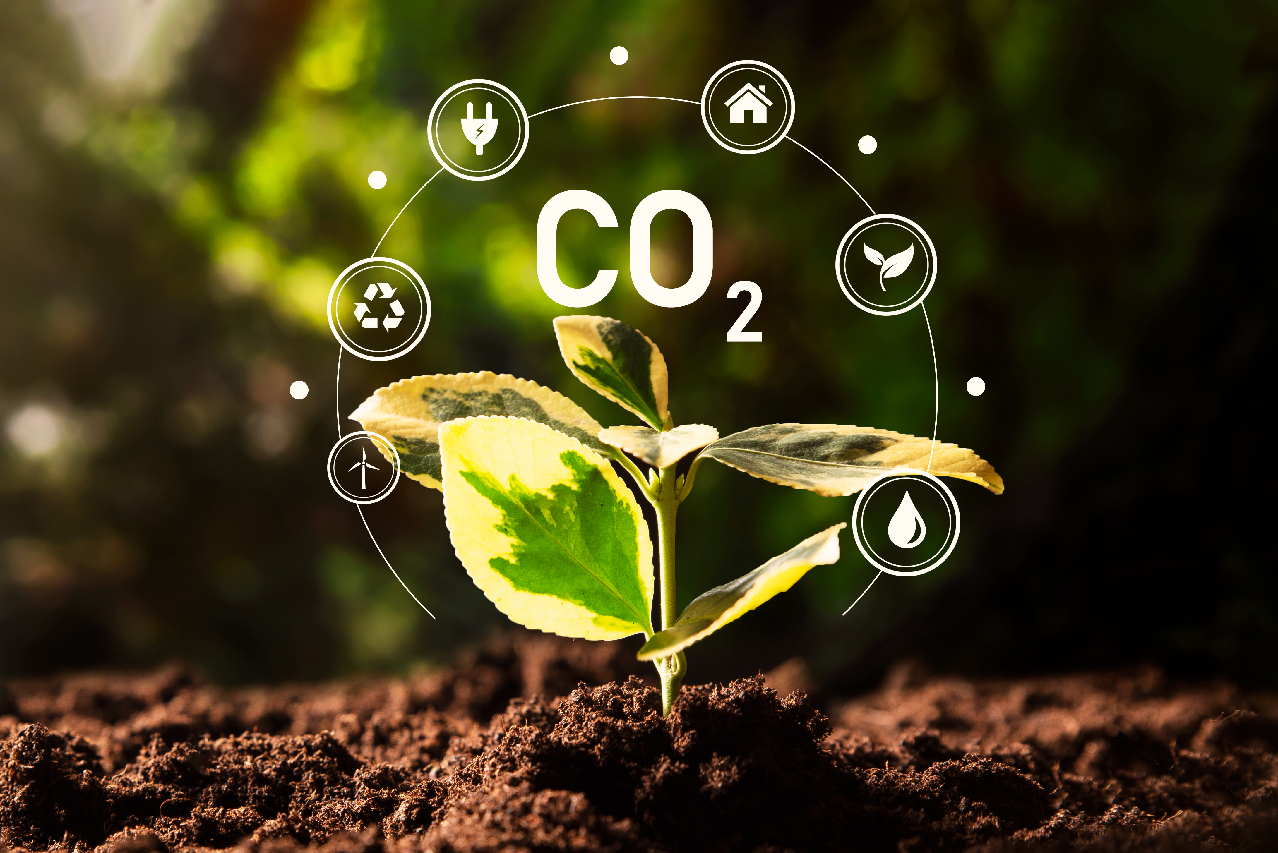 Green plant overlayed with a CO2 graphic