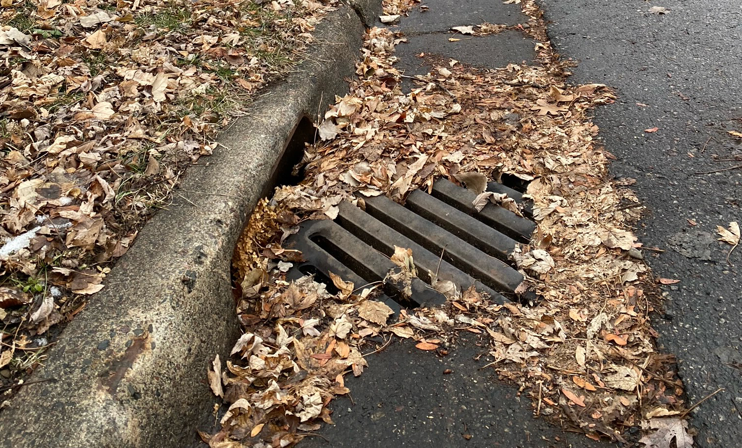 Fallen brown leaves gathered around a storm drain 