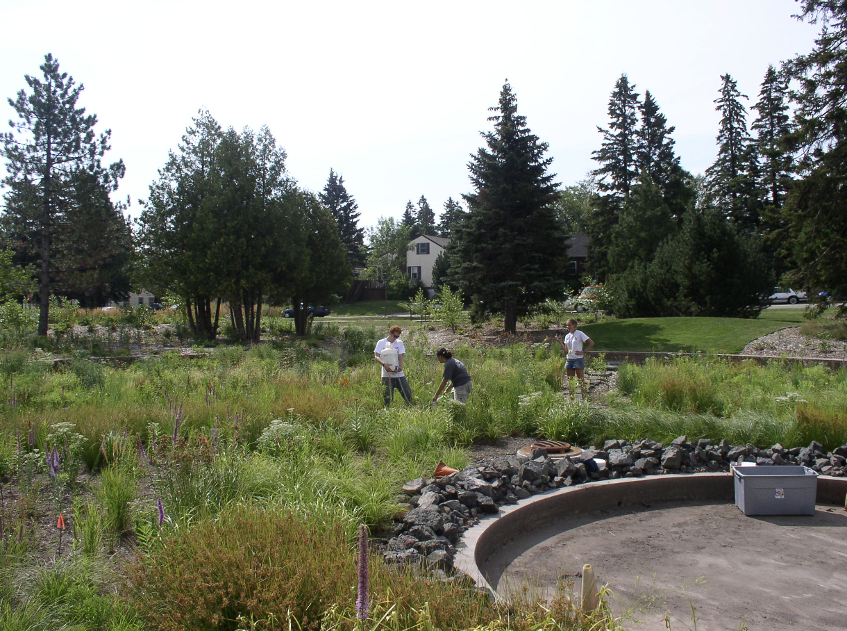 Researchers standing in a rain garden surrounded by green vegetation