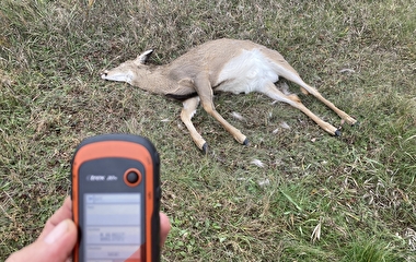 A hand holding a GPS device over a dead deer