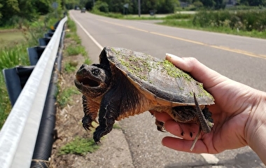 A person's hand holding up a small snapping turtle with a road in the background