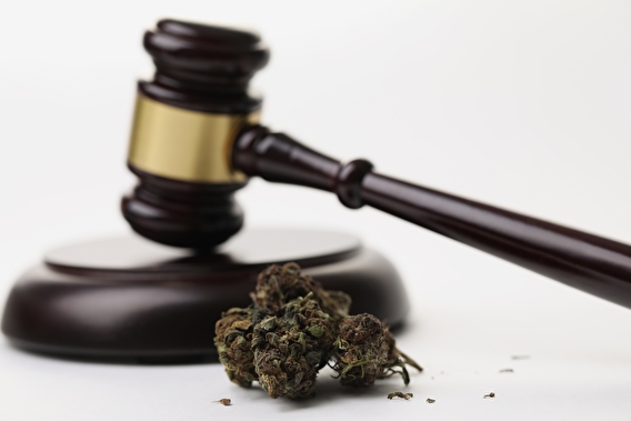 Cannabis sitting on a surface in front of a brown and gold gavel
